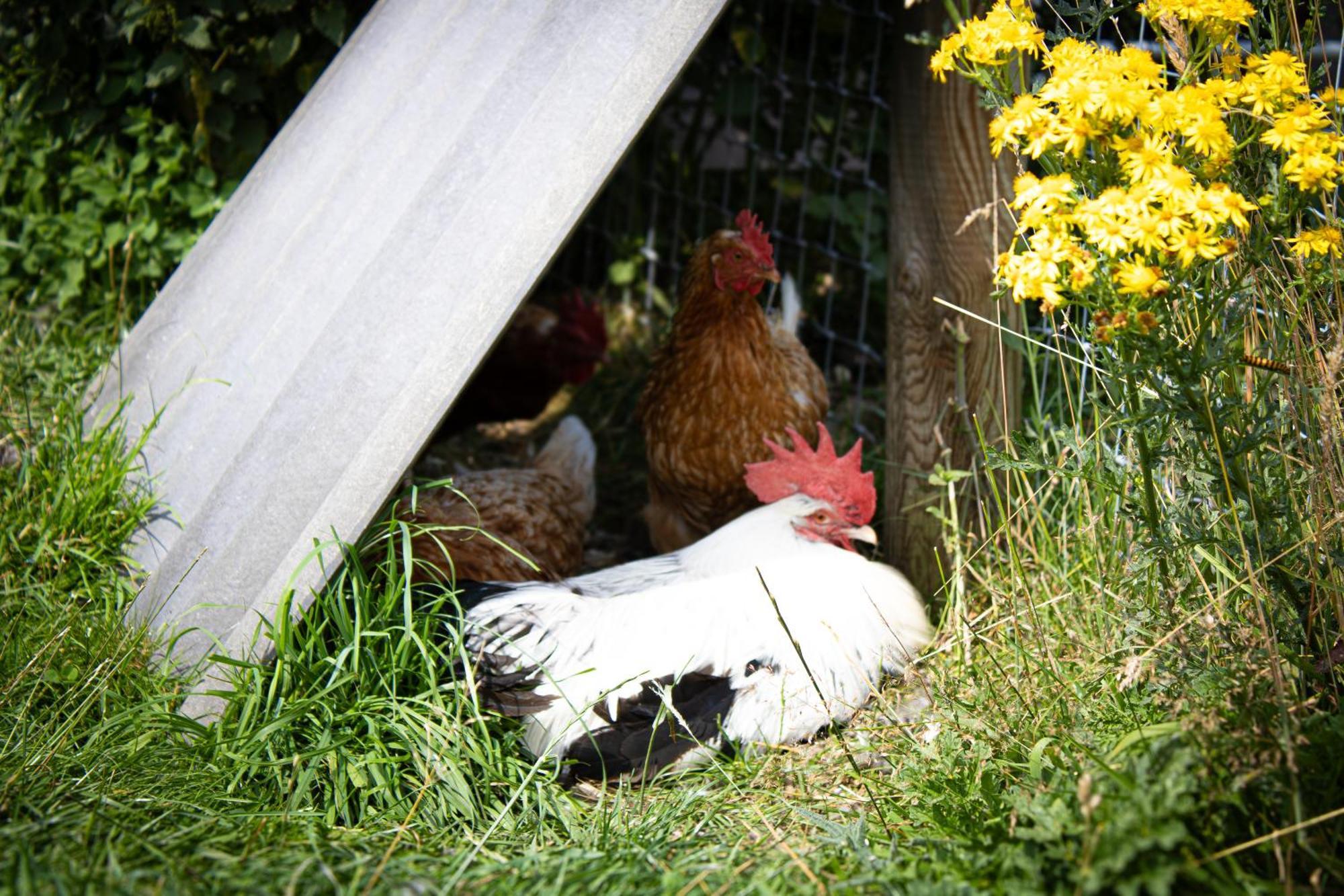 Home Farm & Lodge Bawtry Bagian luar foto