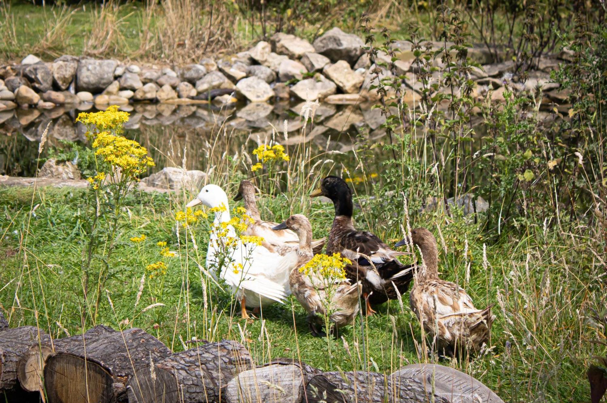 Home Farm & Lodge Bawtry Bagian luar foto
